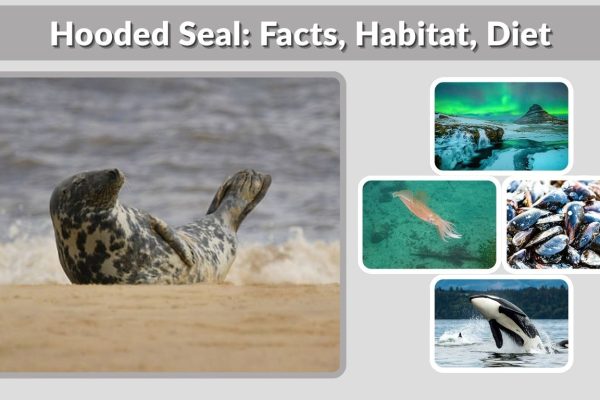 Hooded Seal: Facts, Habitat, Diet and Unique Features
