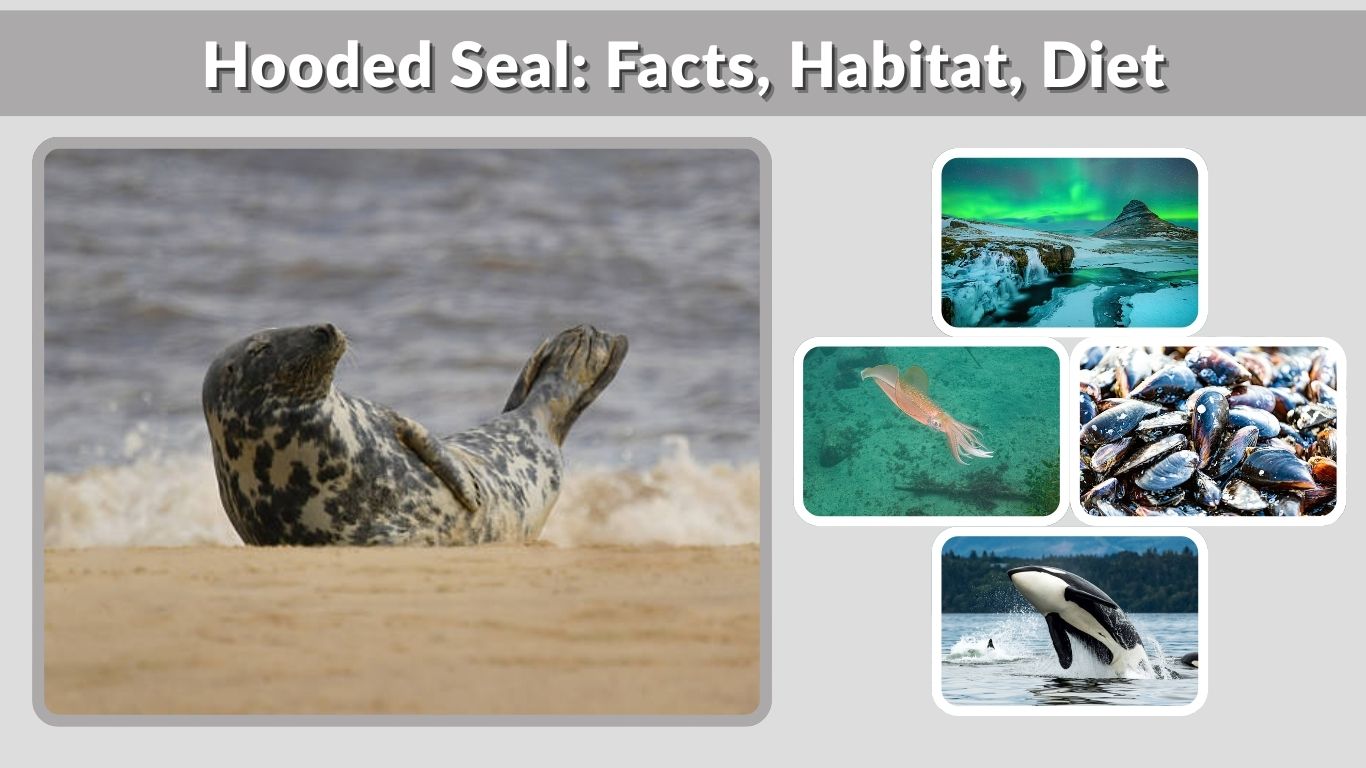Hooded Seal: Facts, Habitat, Diet and Unique Features