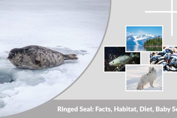 Ringed Seal: Facts, Habitat, Diet, Baby Seals & Lifespan