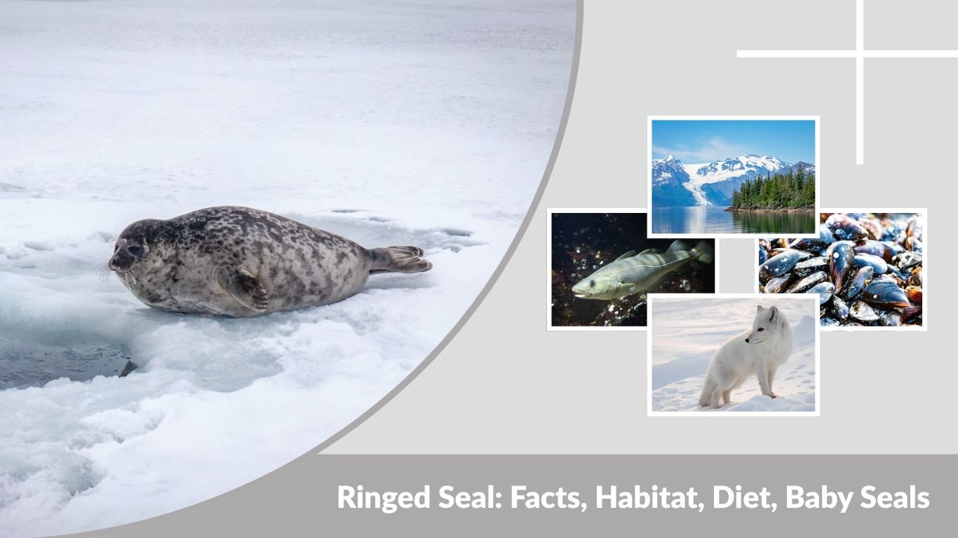 Ringed Seal: Facts, Habitat, Diet, Baby Seals & Lifespan