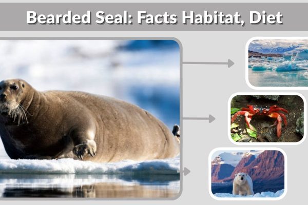 Bearded Seal: Facts Habitat, Diet, and Unique Features