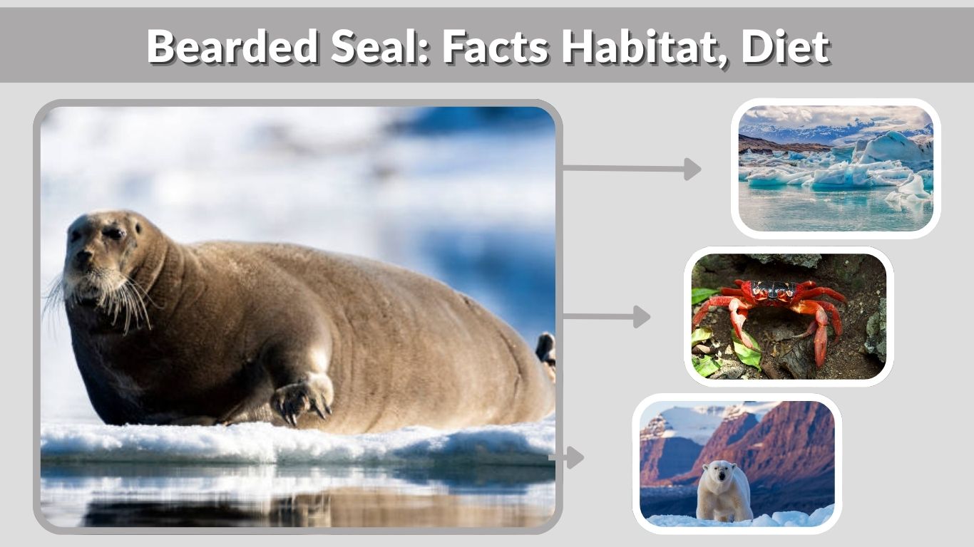 Bearded Seal: Facts Habitat, Diet, and Unique Features