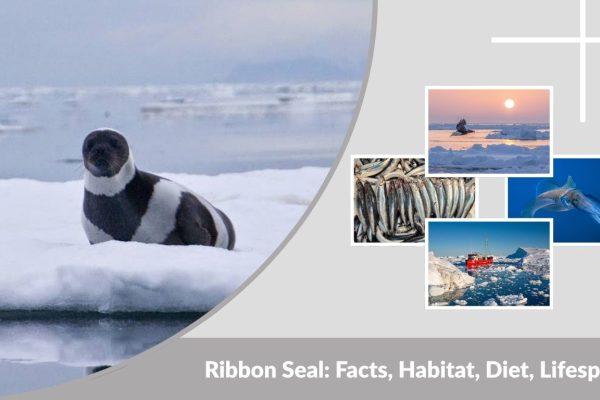 Ribbon Seal: Facts, Habitat, Diet, Lifespan & Baby Seals