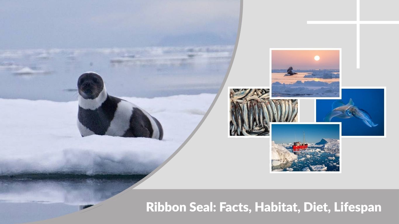 Ribbon Seal: Facts, Habitat, Diet, Lifespan & Baby Seals