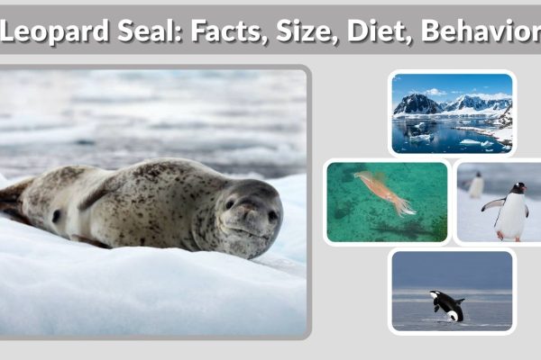 Leopard Seal: Facts, Size, Diet, Behavior & Habitat