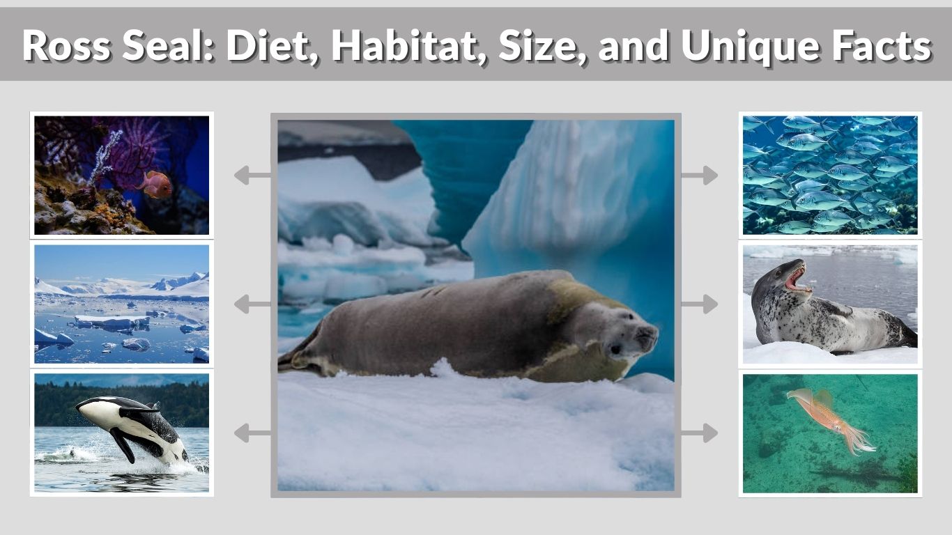 Ross Seal: Diet, Habitat, Size, and Unique Facts