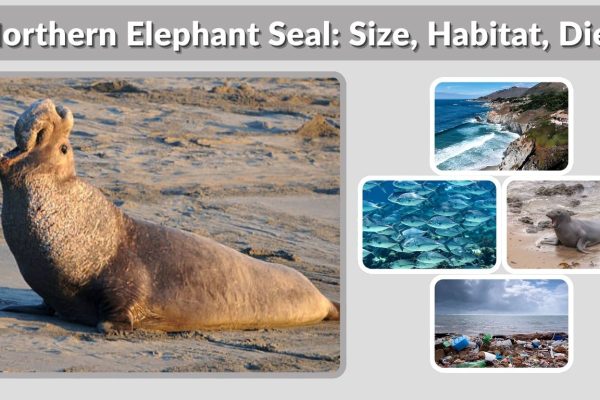 Northern Elephant Seal: Size, Habitat, Diet and Fascinating Facts