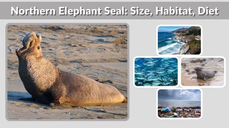 Northern Elephant Seal: Size, Habitat, Diet and Fascinating Facts