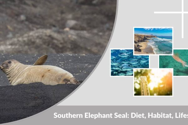Southern Elephant Seal: Diet, Habitat, Lifespan and Fascinating Facts