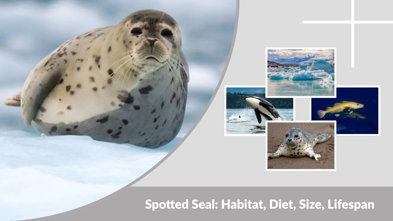 Spotted Seal: Habitat, Diet, Size, Lifespan and Key Facts