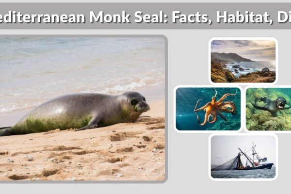 Mediterranean Monk Seal: Facts, Habitat, Diet & Endangered Status