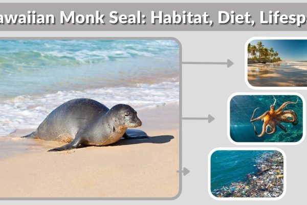 Hawaiian Monk Seal: Habitat, Diet, Lifespan, Life Cycle & Facts