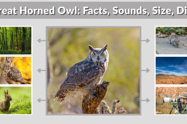 Great Horned Owl: Facts, Sounds, Size, Diet, Habitat & Behavior Guide