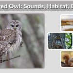 Barred Owl: Sounds, Habitat, Diet & Complete Guide