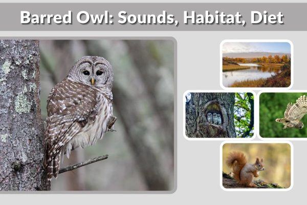 Barred Owl: Sounds, Habitat, Diet & Complete Guide