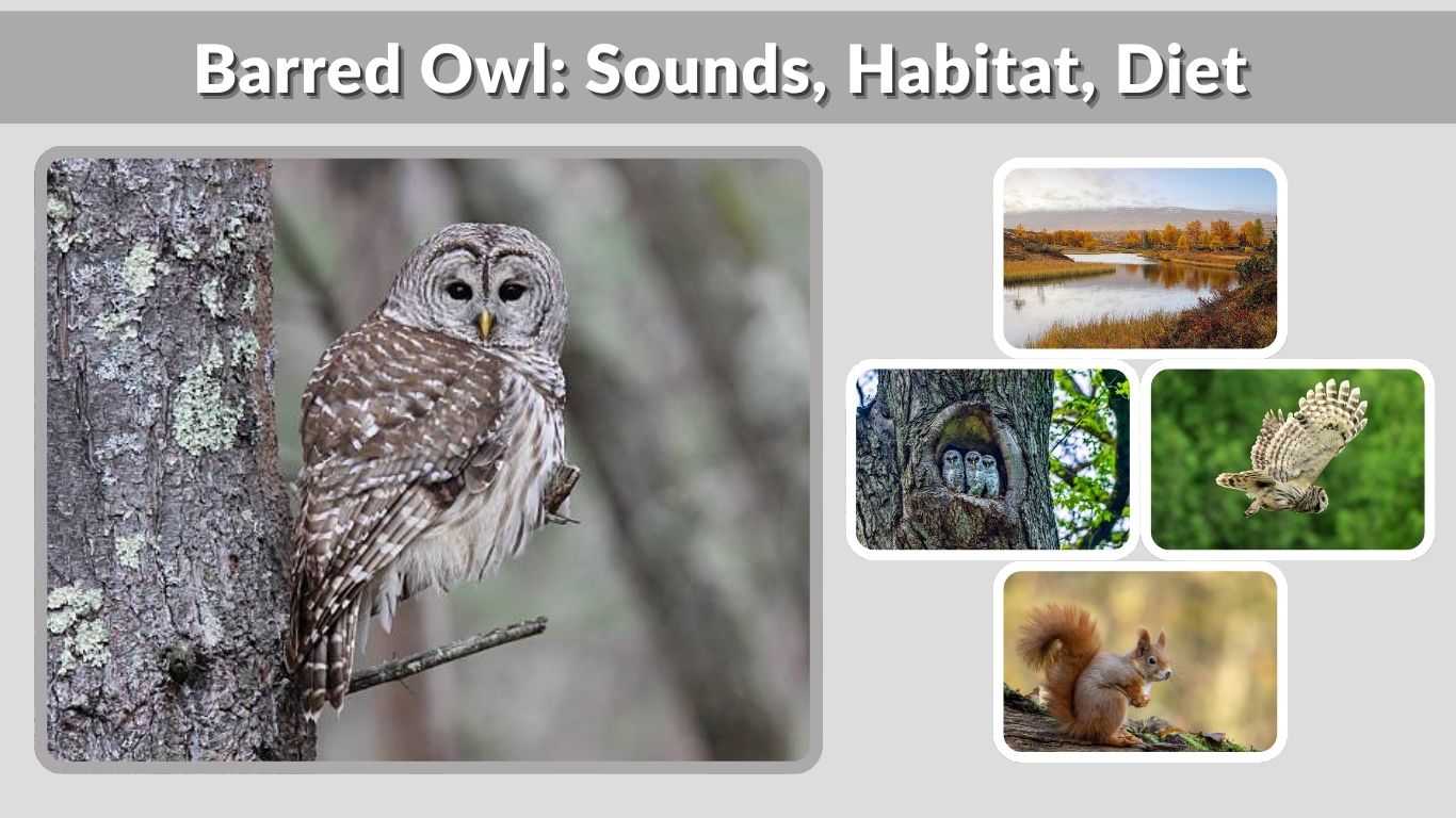 Barred Owl: Sounds, Habitat, Diet & Complete Guide