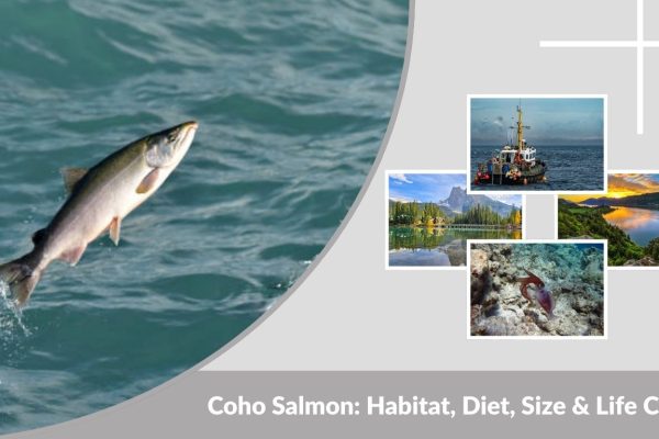 Coho Salmon: Habitat, Diet, Size & Life Cycle