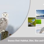 Snowy Owl: Habitat, Diet, Size and Fascinating Facts