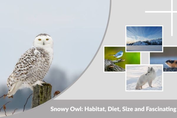 Snowy Owl: Habitat, Diet, Size and Fascinating Facts