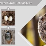 Eastern Screech Owl: Habitat, Diet, Behavior & Interesting Facts