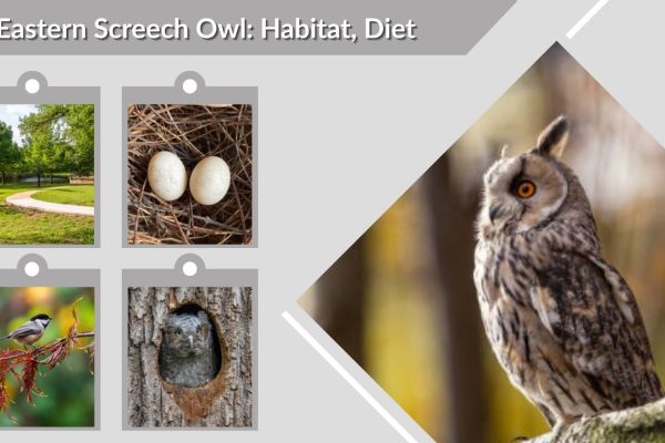 Eastern Screech Owl: Habitat, Diet, Behavior & Interesting Facts