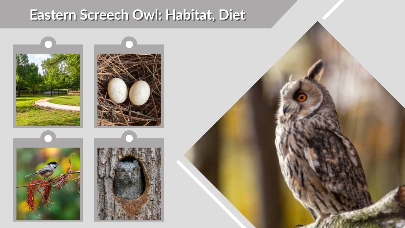 Eastern Screech Owl: Habitat, Diet, Behavior & Interesting Facts