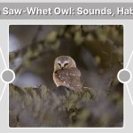 Northern Saw-Whet Owl: Sounds, Habitat, Diet & Interesting Facts