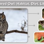 Long-Eared Owl: Habitat, Diet, Life Cycle & Fascinating Facts