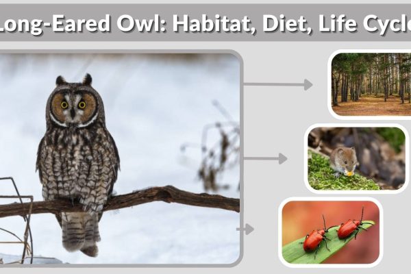 Long-Eared Owl: Habitat, Diet, Life Cycle & Fascinating Facts