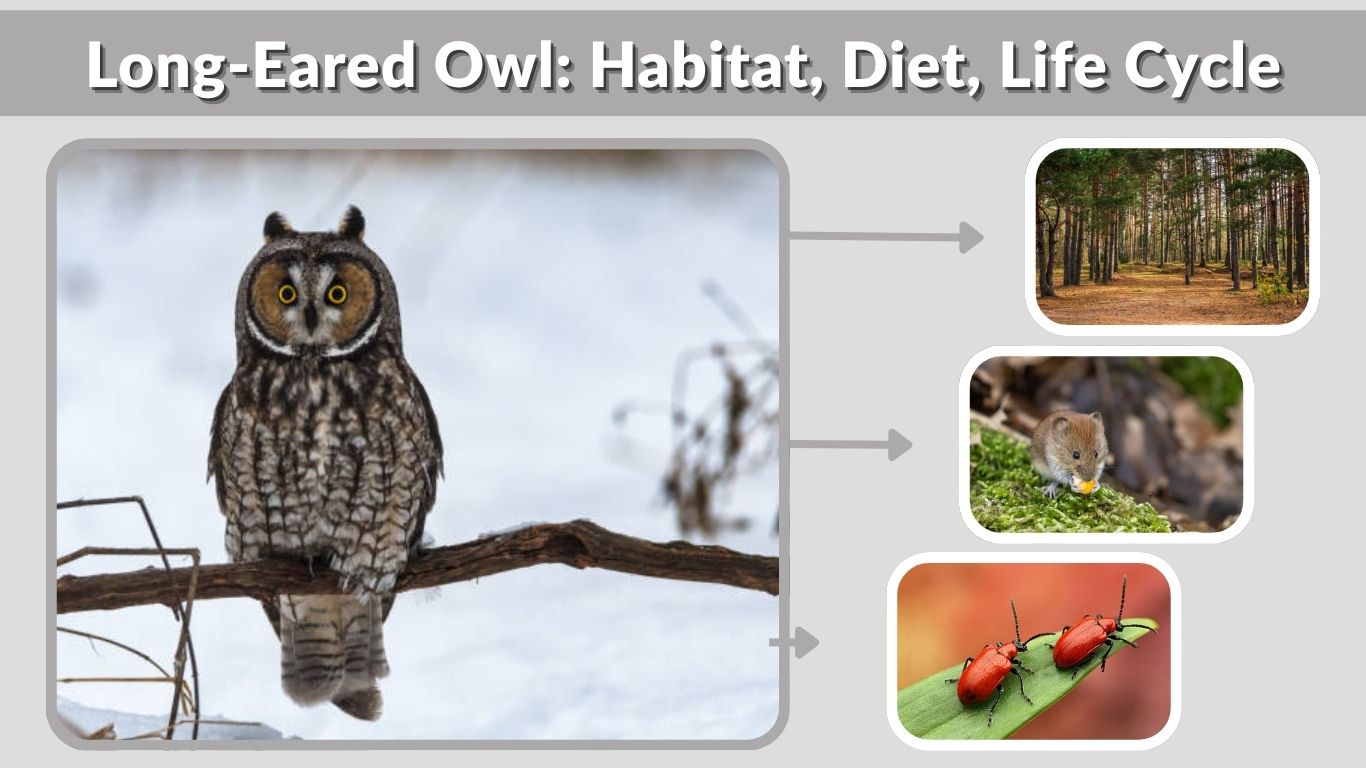 Long-Eared Owl: Habitat, Diet, Life Cycle & Fascinating Facts
