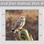 Short-Eared Owl: Habitat, Diet, Behavior & Fascinating Facts