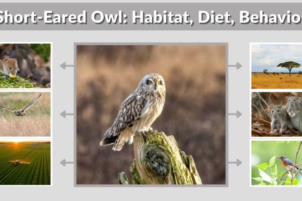 Short-Eared Owl: Habitat, Diet, Behavior & Fascinating Facts