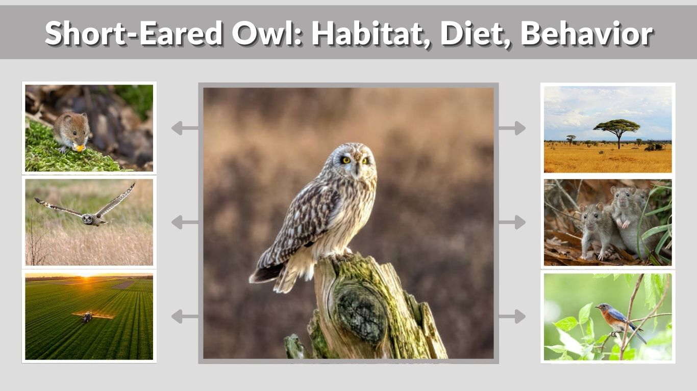 Short-Eared Owl: Habitat, Diet, Behavior & Fascinating Facts