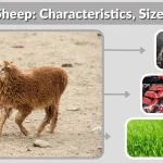 Awassi Sheep: Characteristics, Size, Weight & Complete Breed Guide