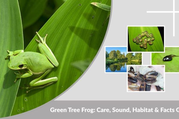 Green Tree Frog: Care, Sound, Habitat & Facts Guide
