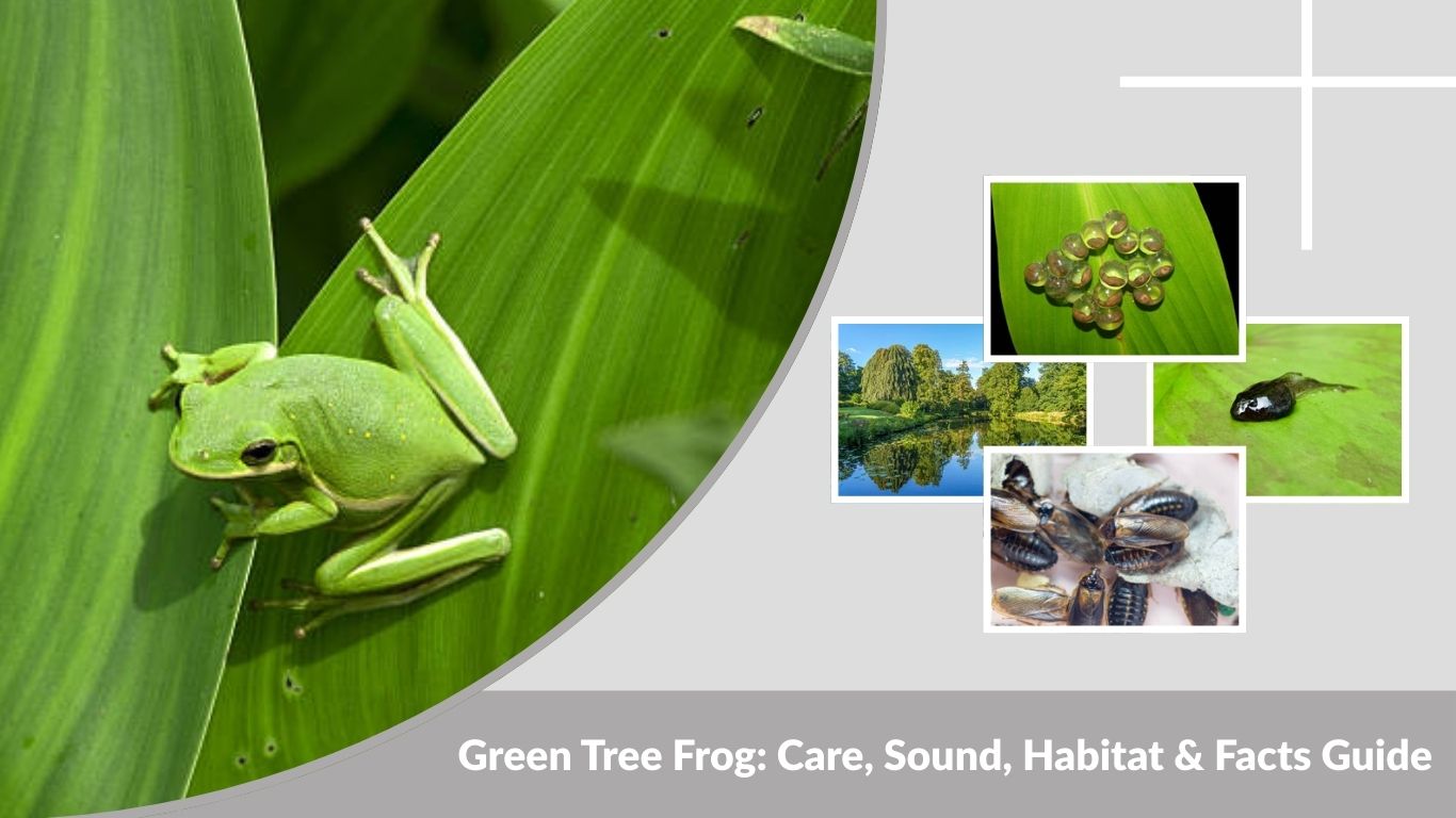 Green Tree Frog: Care, Sound, Habitat & Facts Guide