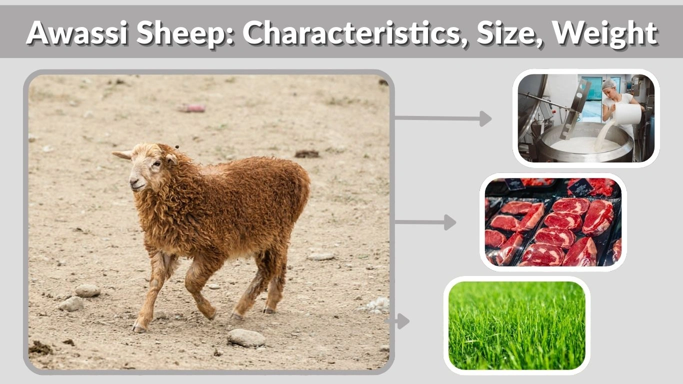 Awassi Sheep: Characteristics, Size, Weight & Complete Breed Guide