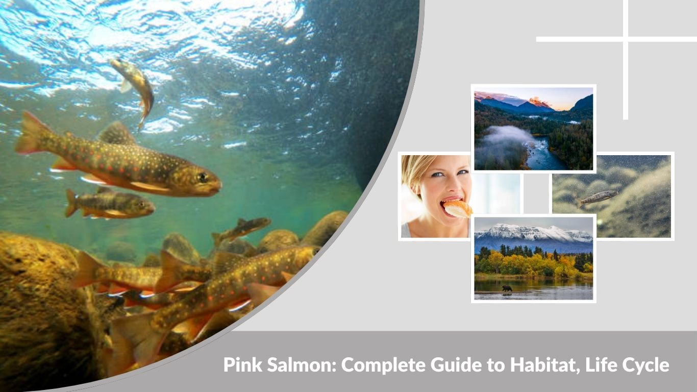 Pink Salmon: Complete Guide to Habitat, Life Cycle, Size, and Facts