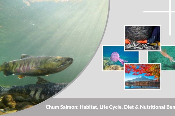 Chum Salmon: Habitat, Life Cycle, Diet & Nutritional Benefits
