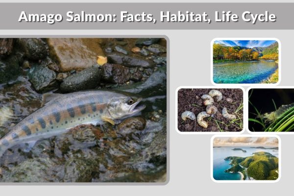 Amago Salmon: Facts, Habitat, Life Cycle, and Nutritional Value