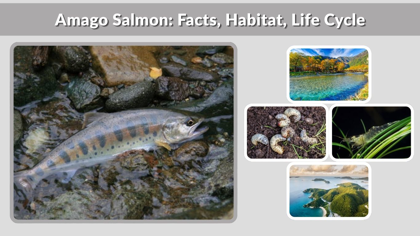Amago Salmon: Facts, Habitat, Life Cycle, and Nutritional Value