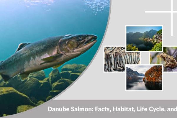 Danube Salmon: Facts, Habitat, Life Cycle, and Diet