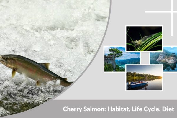 Cherry Salmon: Habitat, Life Cycle, Diet & Nutritional Benefits