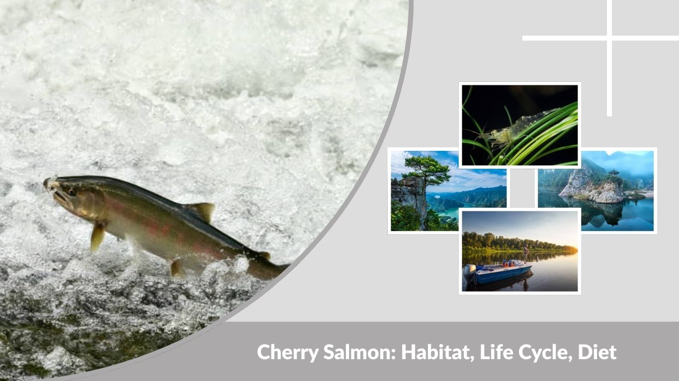 Cherry Salmon: Habitat, Life Cycle, Diet & Nutritional Benefits