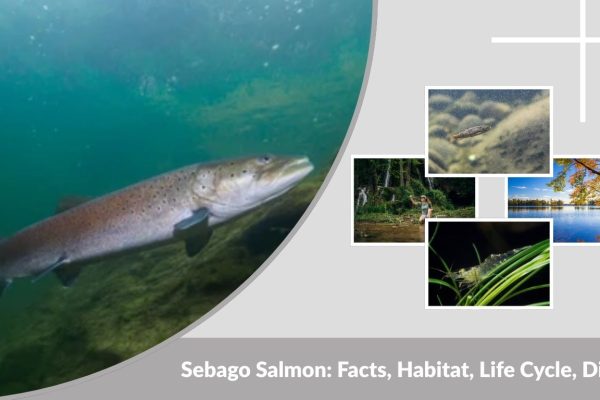 Sebago Salmon: Facts, Habitat, Life Cycle, Diet and Characteristics