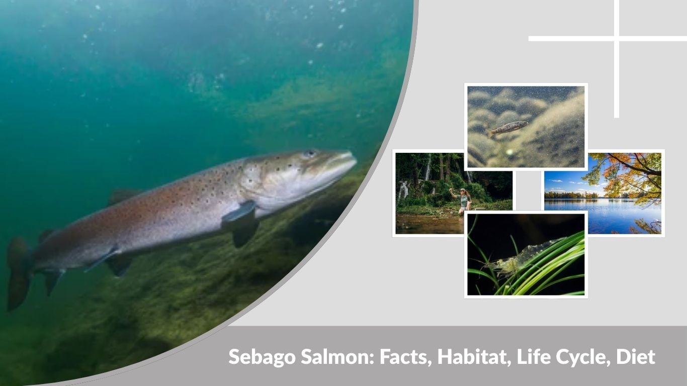 Sebago Salmon: Facts, Habitat, Life Cycle, Diet and Characteristics