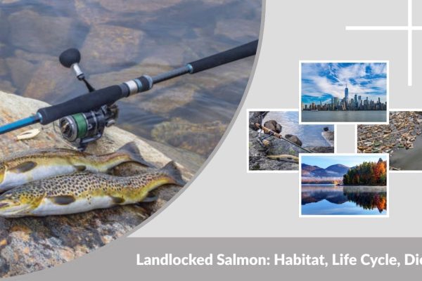 Landlocked Salmon: Habitat, Life Cycle, Diet and Key Facts