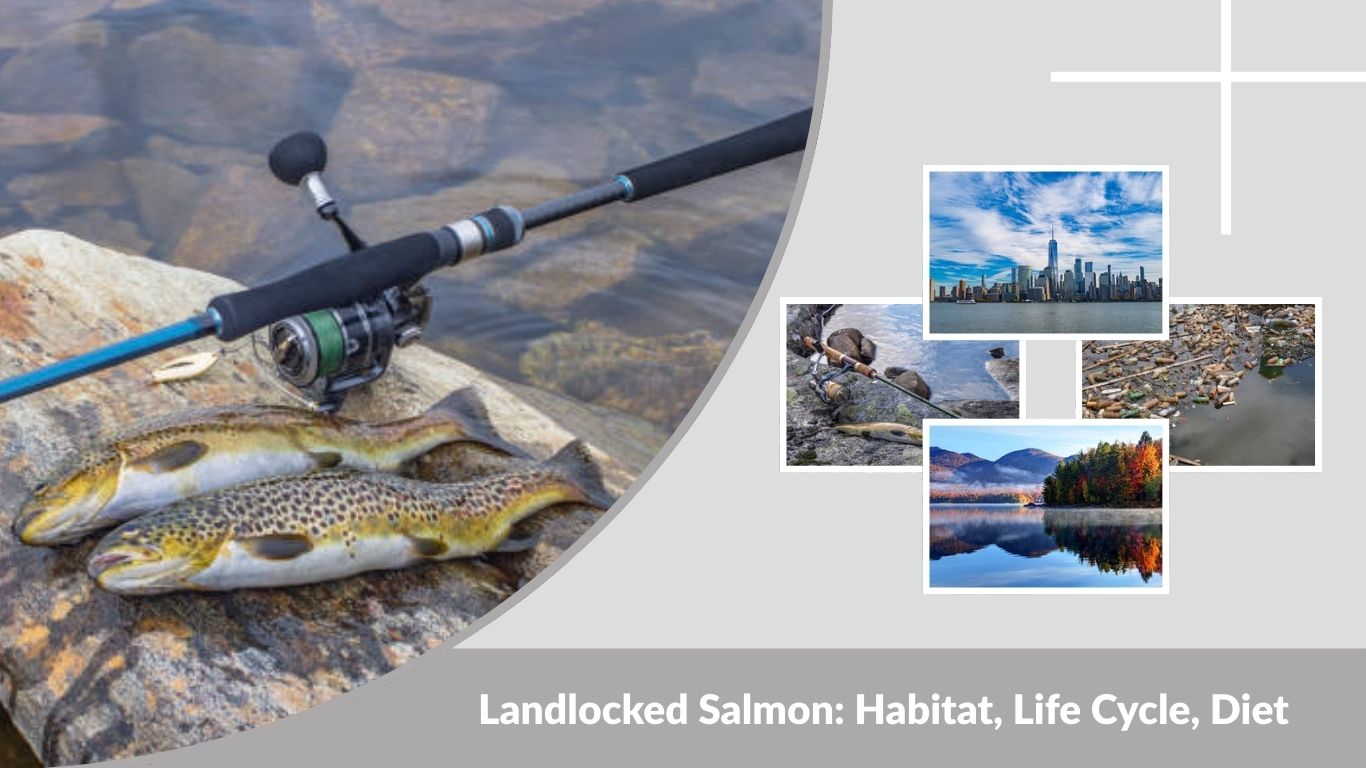 Landlocked Salmon: Habitat, Life Cycle, Diet and Key Facts