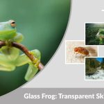 Glass Frog: Transparent Skin, Habitat & Amazing Facts