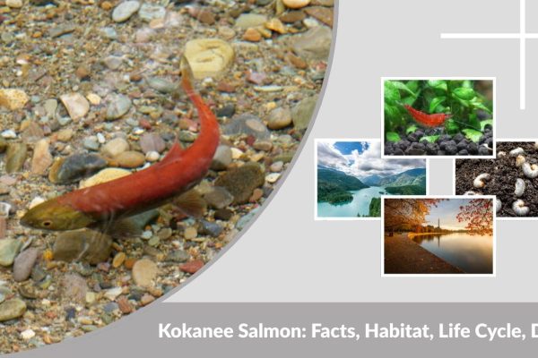 Kokanee Salmon: Facts, Habitat, Life Cycle, Diet and Fishing